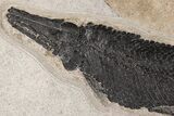 Fossil Gar (Lepisosteus) From Wyoming - Spectacular Scales! #206437-2